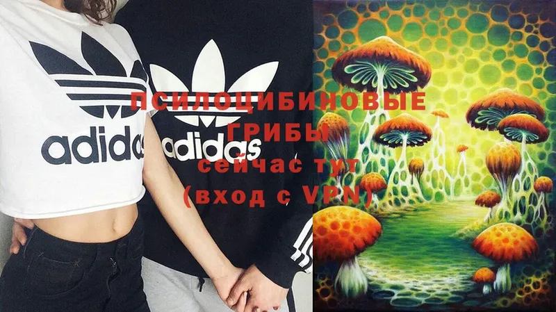 omg ссылка  Богородицк  Псилоцибиновые грибы Psilocybine cubensis 